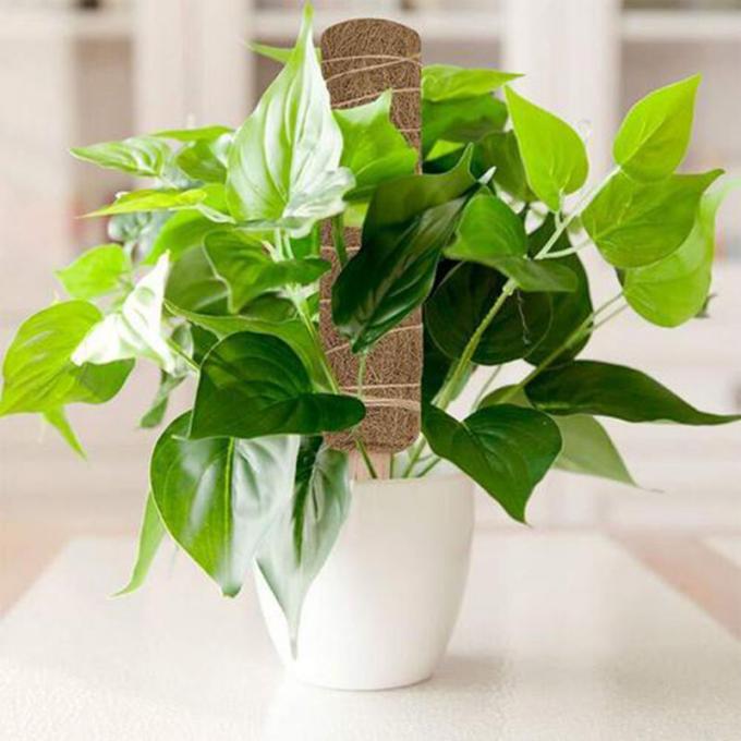 دعم النباتات القابل للتراكم القضبان للنباتات القضبان الكوكايونية القضبان الطويلة للنباتات المتسلقة 3