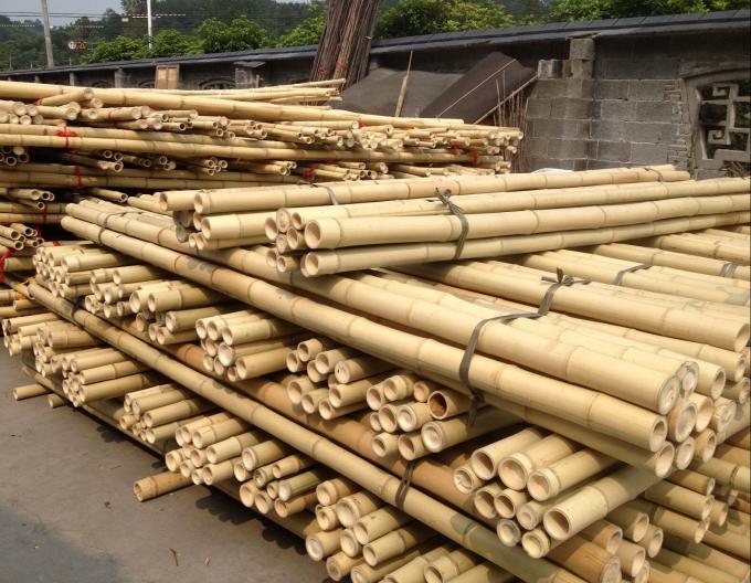 السعر بالجملة النبات الطبيعي للطحالب قطب الطحالب عصا للتسلق النباتات الطحالب قطب الدعم 0