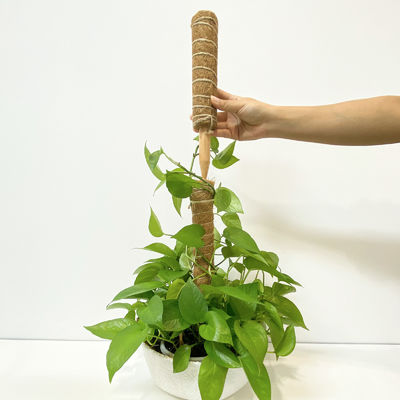 دعم النباتات نبتة جوز الهند عصا جوز الكوكا عصا تسلق قوية للعنب