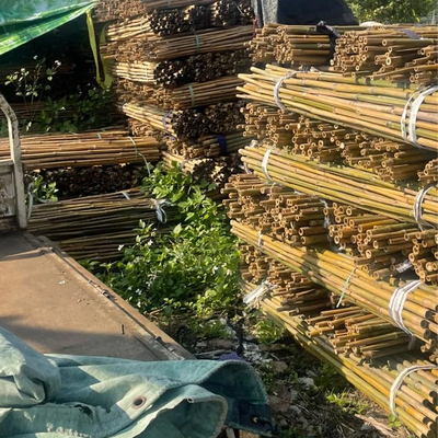 18mm إلى 160mm القطر موسو الخيزران القطب البناء حديقة الزراعة حقل قصب الخيزران