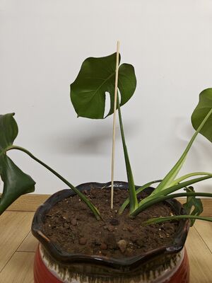 دعم نمو حديقتك بعصي زهور الخيزران الأنيقة والمستدامة