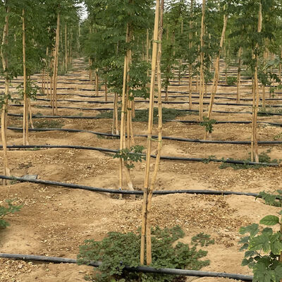 الحجم القابل للتخصيص الصديق للبيئة قطب الخيزران لدعم النباتات الحديقة مع علاج المضادات الحيوية