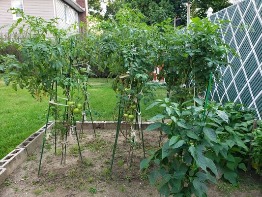 أوتاد معدنية مغلفة بالبلاستيك أوتاد حديقة خضراء للنباتات الدعمية النباتات التسلق السياج المناظر الطبيعية