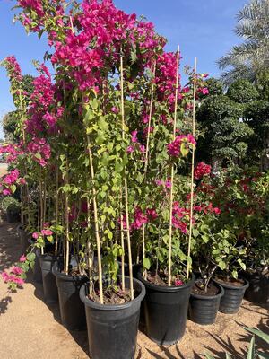 أوتاد الحديقة، 18 بوصة أوتاد نباتية من الخيزران الطبيعي، أوتاد دعم النباتات مع روابط ملتفة، عصي الخيزران للطماطم والفاصوليا والزهور والنباتات المحفوظة في أصص والنباتات المتسلقة الداخلية والخارجية